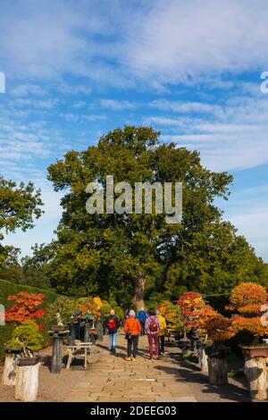 Inghilterra, Surrey, Guildford, RHS Wisley, Bonsai Walk con colori autunnali Foto Stock