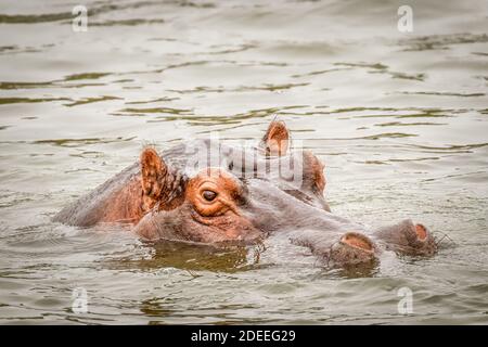 Ippopotamo anfibio (Hippopotamus anfibio) rilassarsi in acqua durante il giorno, Queen Elizabeth National Park, Uganda. Foto Stock