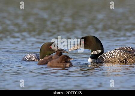 loon comune / grande subacqueo settentrionale (Gavia immer) genitori in allevamento piombaggio alimentare pulcini in lago in estate Foto Stock
