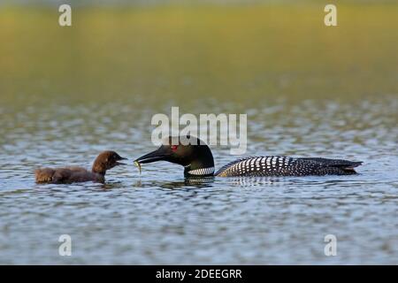 loon comune / grande subacqueo settentrionale (Gavia immer) genitore in allevamento piumaggio alimentare pesce per pulcino in lago in estate Foto Stock