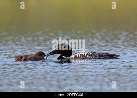 loon comune / grande subacqueo settentrionale (Gavia immer) genitore in allevamento piumaggio alimentare pesce per pulcino in lago in estate Foto Stock