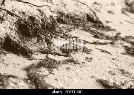 Frammenti di piante di alghe che giacciono sulla sabbia della spiaggia. Foto Stock