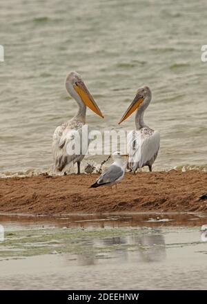 Dalmazia Pelican (Pelecanus crispus) due su sabbia-bar con Caspian Gull (Larus cachinnans) provincia di Almaty, Kazakhstan Maggio Foto Stock