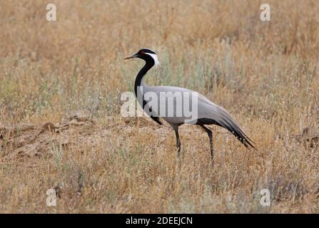 Demoiselle Crane (Grus virgo) adulto a terra nel deserto del Taukum, Kazakistan Giugno Foto Stock