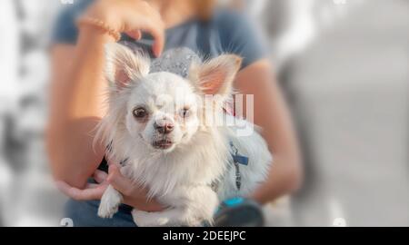 Il piccolo cucciolo di Chihuahua si siede tra le braccia del proprietario. Chihuahua è una razza di cani in miniatura al coperto. Cane bianco. Foto Stock