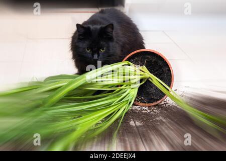 Gatto nero caduto e ha rotto il vaso di fiori con pianta verde sul pavimento della cucina con lo sporco tutto piastrelle. Concetto di danno da animali domestici Foto Stock