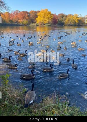Un grande gruppo di oche canadesi si rilassano nel lago di Prospect Park, Brooklyn, New York in autunno. Foto Stock