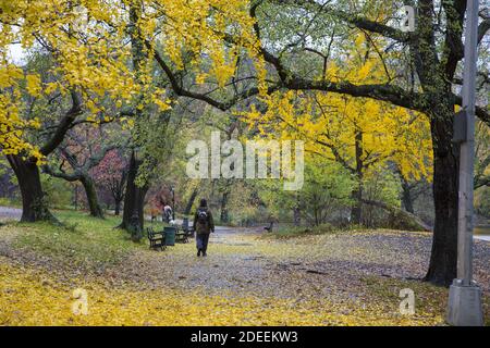 Le foglie autunnali ricoprono il terreno nel Prospect Park durante la fine dell'autunno a Brooklyn, New york. Foto Stock