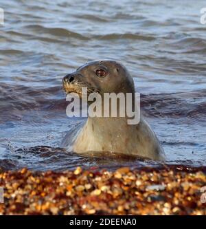 Young Common Seal o Harbour Seal nelle onde piccole vicino alla riva Foto Stock