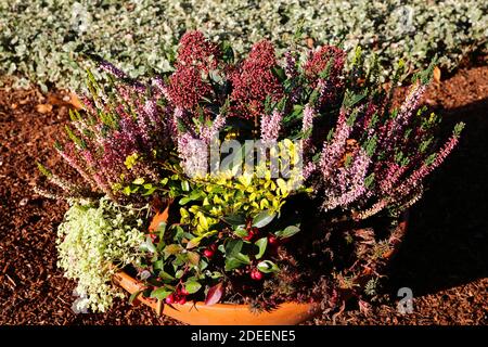 Primo piano della disposizione dei fiori in autunno sul cimitero tedesco con la brughiera invernale (erica carnea), rosa cane (rosa canina) fiori - Germania Foto Stock