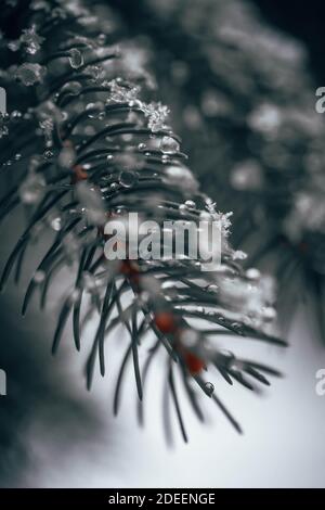 Colpo invernale di ramo sempreverde con neve Foto Stock