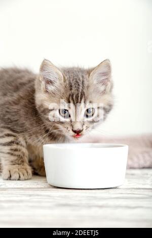 Tabby kitten mangiare cibo da ciotola bianca su pavimento di legno. Gatto bambino mangiare cibo junior. Ritratto di gattino mentre si mangia Foto Stock