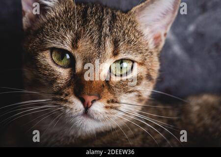 Gattino con occhi bellissimi. Primo piano ritratto di gattino dagli occhi verdi. Foto Stock