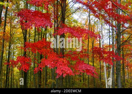Bellissimi alberi d'acero rosso e oro nei loro colori autunnali Nel sud-est del Michigan MI vicino a Detroit Foto Stock