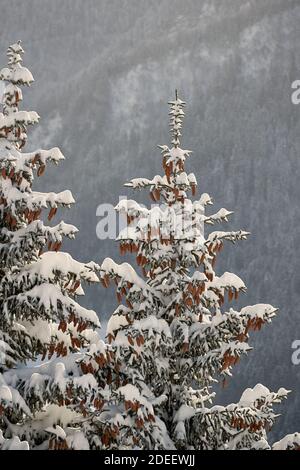 Paesaggio invernale con alberi, caduta di neve Foto Stock