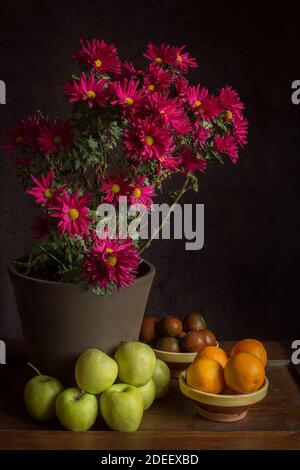 Un crisantemo fiorito con fiori rossi riposa in una pentola rustica circondata da mele e alcune arance e pomodori su vasi di argilla e legno di castagno. Foto Stock