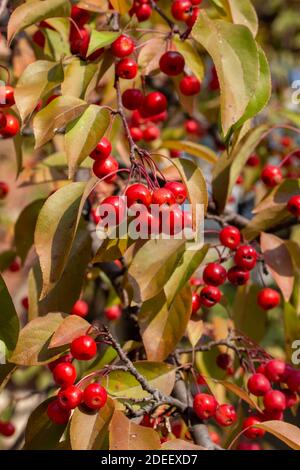 Vista ravvicinata delle minuscole mele rosse mature su un albero ornamentale di granchio in una giornata di sole autunno Foto Stock