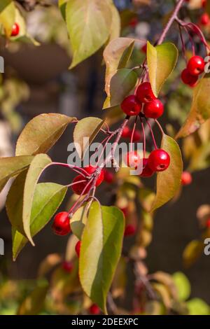 Vista ravvicinata delle minuscole mele rosse mature su un albero ornamentale di granchio in una giornata di sole autunno Foto Stock