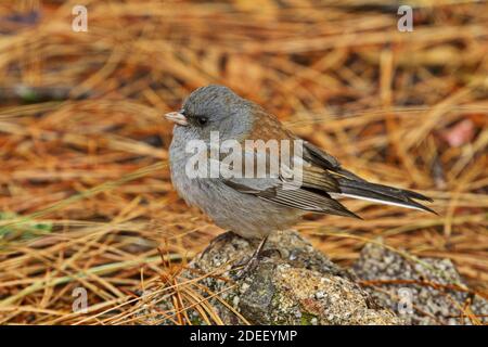 junco dagli occhi scuri si erge sulla roccia su una foresta pavimento coperto con aghi di pino secco stagione autunnale Foto Stock