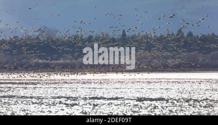 Silbon europeo - il girone eurasiatico, conosciuto anche come vedione (Marca penelope), Marismas de Santoña, Parco Naturale Victoria y Joyel, Escalante, Cantabria, S. Foto Stock