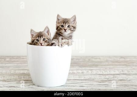 Due gattini tabbiani grigi seduti in vaso di fiori bianchi. Ritratto di due adorabili gattini soffici con spazio copia. Bei gatti del bambino su sfondo bianco Foto Stock