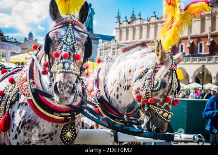 Cavalli nella piazza principale del mercato di Cracovia, utilizzati per trainare tradizionali carrozze trainate da cavalli in città. Cracovia, Contea di Kraków, Voivodato della Polonia minore Foto Stock