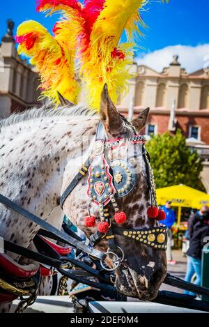 Cavalli nella piazza principale del mercato di Cracovia, utilizzati per trainare tradizionali carrozze trainate da cavalli in città. Cracovia, Contea di Kraków, Voivodato della Polonia minore Foto Stock