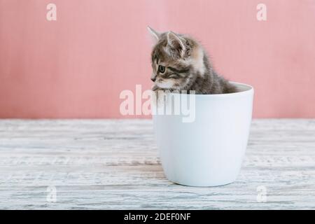 Gattino grigio seduto in vaso di fiori bianco. Ritratto di adorabile curioso gattino sguardo lato. Bel gatto bambino su sfondo rosa con copia Foto Stock