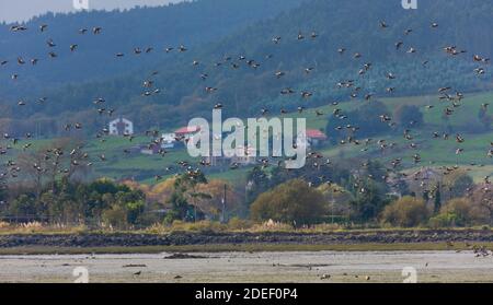 Silbon europeo - il girone eurasiatico, conosciuto anche come vedione (Marca penelope), Marismas de Santoña, Parco Naturale Victoria y Joyel, Escalante, Cantabria, S. Foto Stock