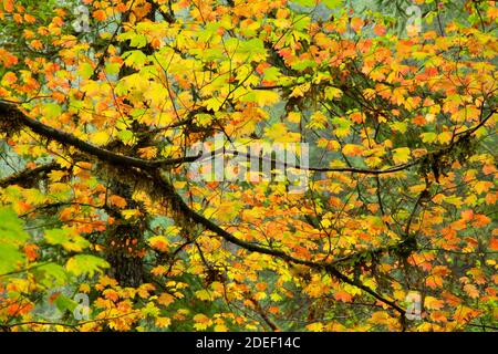 Vine acero (Acer circinatum) lungo il Lewis River Trail, Gifford Pinchot National Forest, Washington Foto Stock