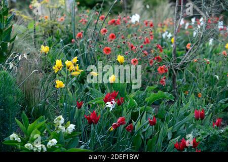 Tulipa Showwinner, tulip Showwinner, Tulipa kaufmanniana Show Winner, tulipa sylvestris, tulipani rossi gialli, fiori rossi gialli tulipani, selvaggi, piante naturali Foto Stock