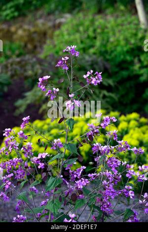 Lunaria annua Chedglow, onestà annuale, onestà viola, fiori viola, fioritura, mix, misto, combinazione, letto, confine, giardini, schema di piantagione mista, primavera, RM Foto Stock