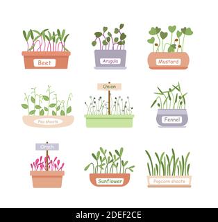 Cartoon fresche piante biologiche germogliate, baby green o microgrenes che crescono in casa scatole pentola giardino per menu insalata, foglie superfood. Micro green Illustrazione Vettoriale