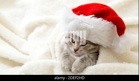 Natale Kitten in babbo natale cappello ritratto avvolto in morbido morbido morbido morbido morbido bianco plaid. Natale grigio tabby Capodanno gatto. Banner Web lungo con spazio per la copia Foto Stock