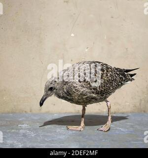 cuccioli uccello bambino caduto dal nido Foto Stock