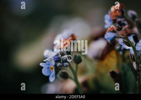Un primo piano di fiori di scorpione viola Foto Stock