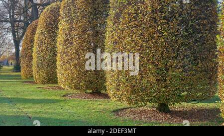 Alberi di carpino. Carpino europeo in autunno. (Carpinus betulus) Foto Stock