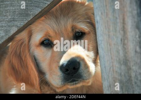 Dolce, carino cucciolo Golden Retriever guardando attraverso la recinzione. Primo piano. Foto Stock