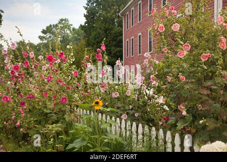 Hollyhocks di fronte a casa Foto Stock