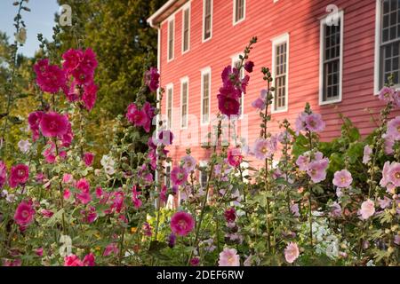 Hollyhocks di fronte a casa Foto Stock