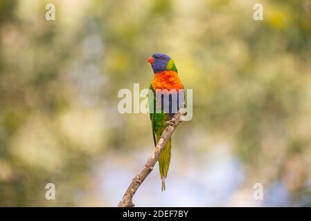 Rainbow Lorikeet Foto Stock