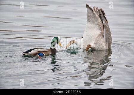 Cigno del Trumpeter giovanile (buccinatore di Cygnus) che si nutre nel fiume Bow, Calgary, Alberta, Canada Foto Stock