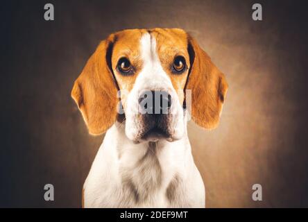 Beagle cane headshoot isolato su sfondo marrone scuro Foto Stock