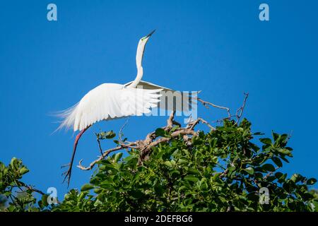 Eastern Great egret (Ardea modesta) decollo dal fogliame vicino al sito di nidificazione durante la stagione di allevamento, Queensland Australia Foto Stock