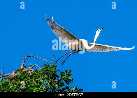 Eastern Great egret (Ardea modesta) decollo dal fogliame vicino al sito di nidificazione durante la stagione di allevamento, Queensland Australia Foto Stock