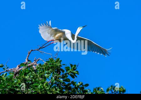 Eastern Great egret (Ardea modesta) decollo dal fogliame vicino al sito di nidificazione durante la stagione di allevamento, Queensland Australia Foto Stock