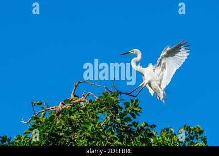 Eastern grande egret (Ardea modesta) entrando a terra sul fogliame vicino al sito di nidificazione durante la stagione di allevamento, Queensland Australia Foto Stock