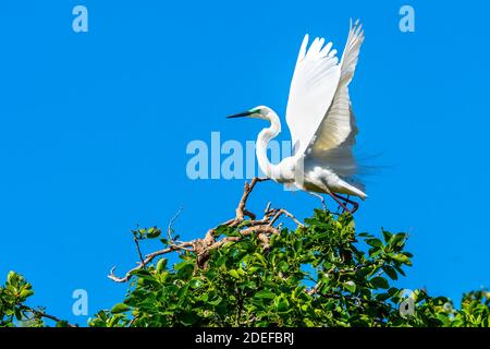 Eastern Great egret (Ardea modesta) decollo dal fogliame vicino al sito di nidificazione durante la stagione di allevamento, Queensland Australia Foto Stock