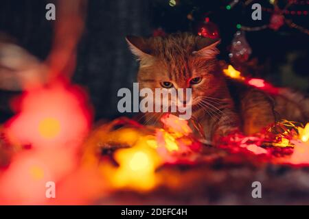 Gatto zenzero catturato giocando con luci di illuminazione sotto l'albero di Natale a casa. Natale e Capodanno con un animale domestico malizioso Foto Stock