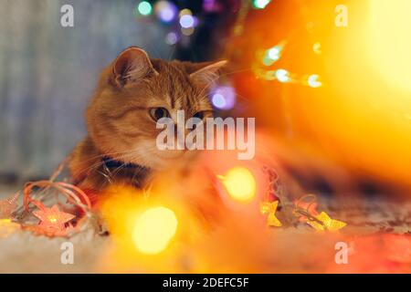 Naughty gatto catturato giocare con luci di illuminazione sotto l'albero di Natale a casa. Natale e Capodanno con zenzero animale domestico Foto Stock